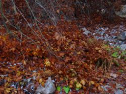 2013-10-26_Schildenstein (079).JPG